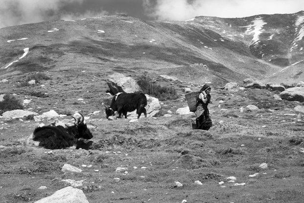 Tibet ramassage bouse Yak
